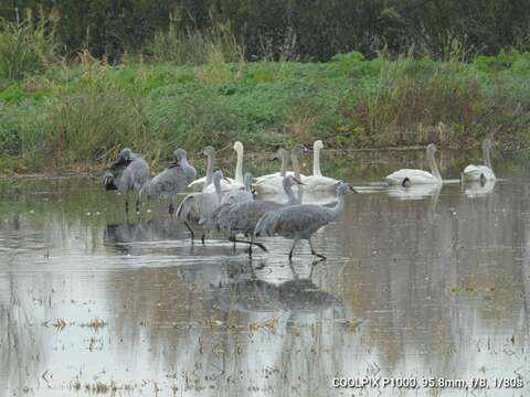 Imagem de Antigone canadensis canadensis (Linnaeus 1758)