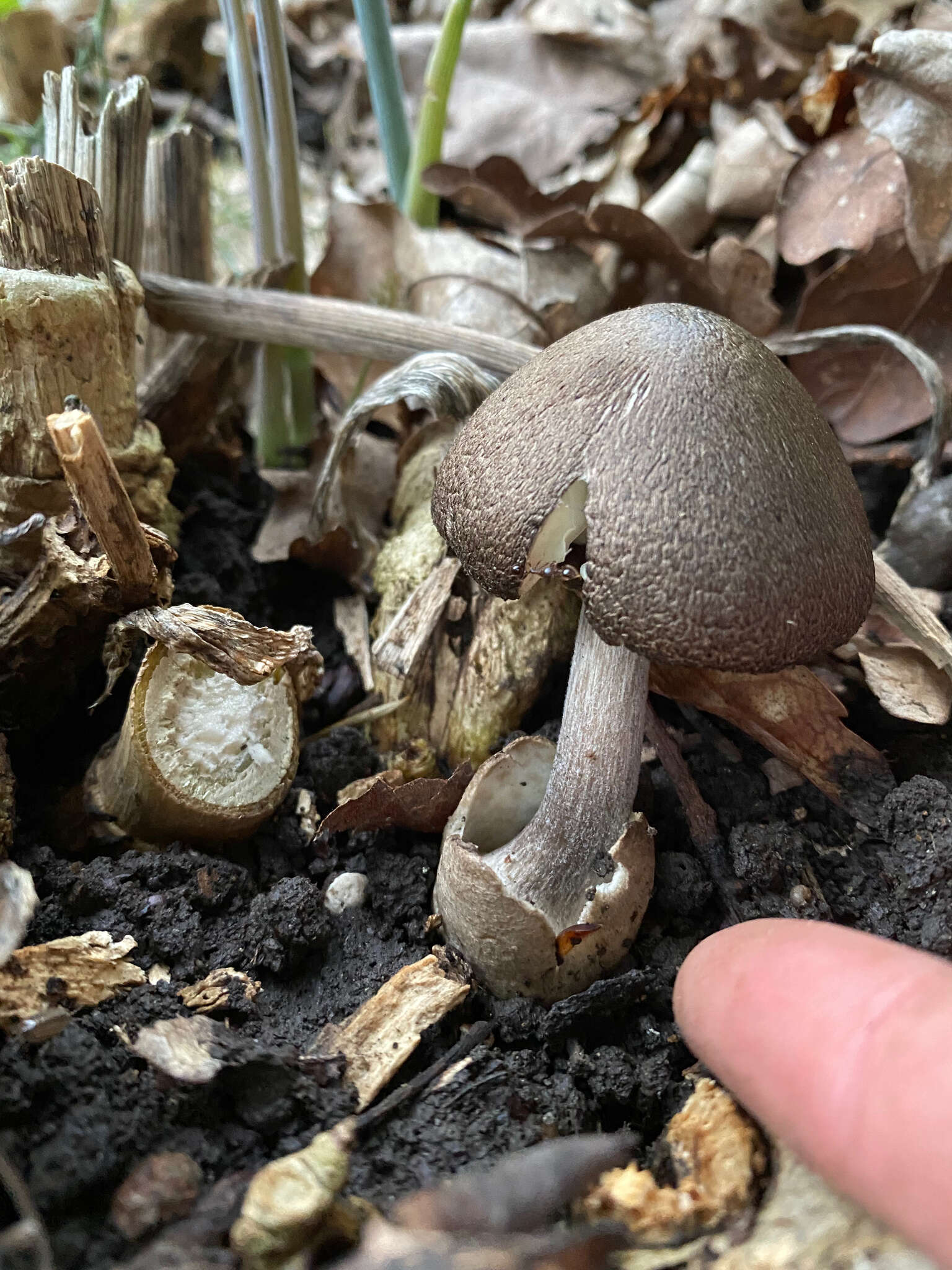 Image of Volvariella terrea Musumeci & A. Riva 2007