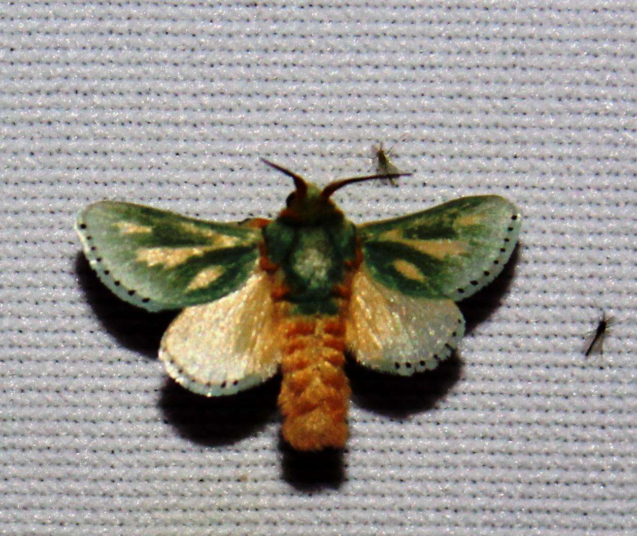 Image of Coenobasis amoena Felder 1874