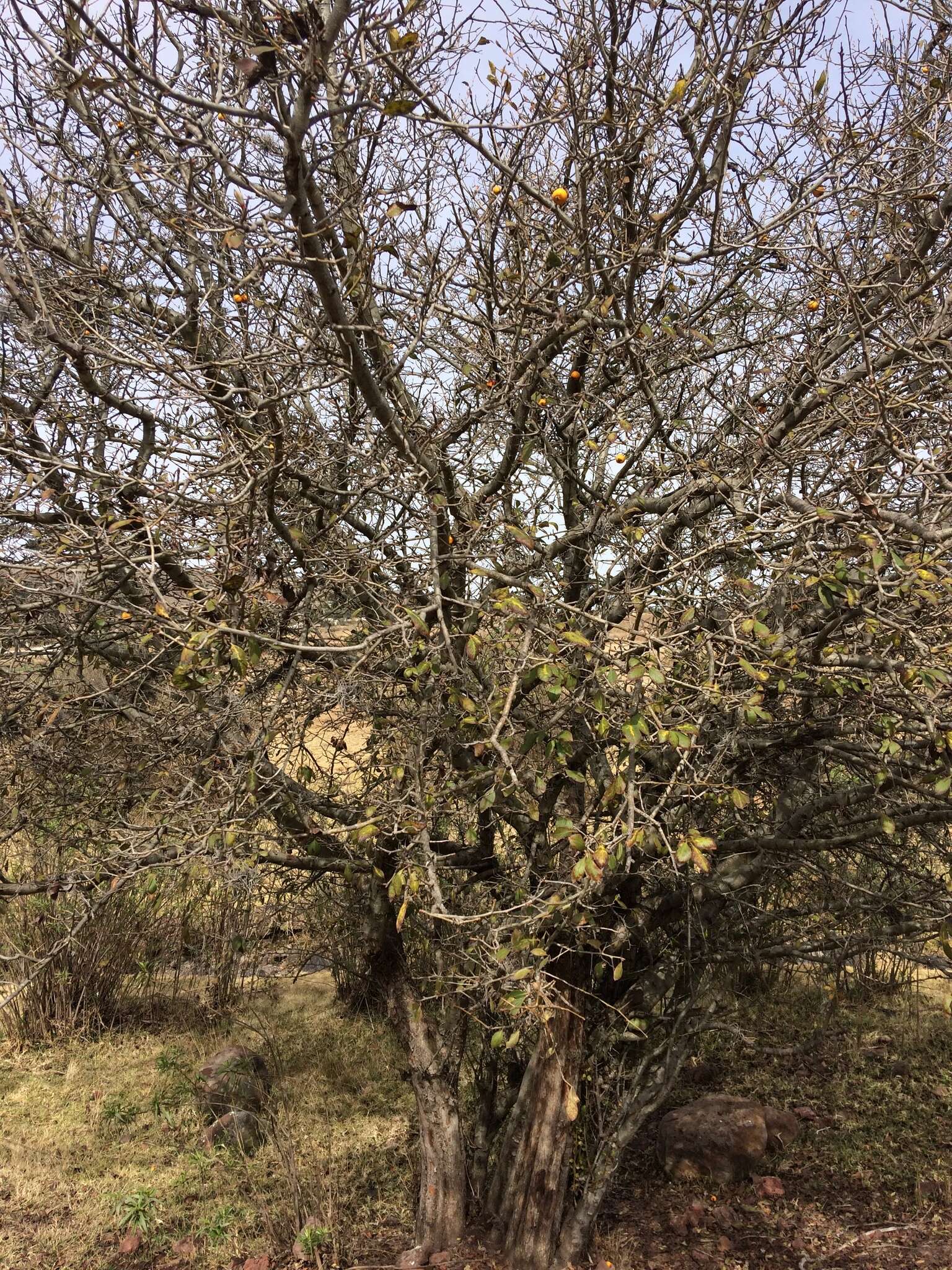 Image of manzanita tejocotera