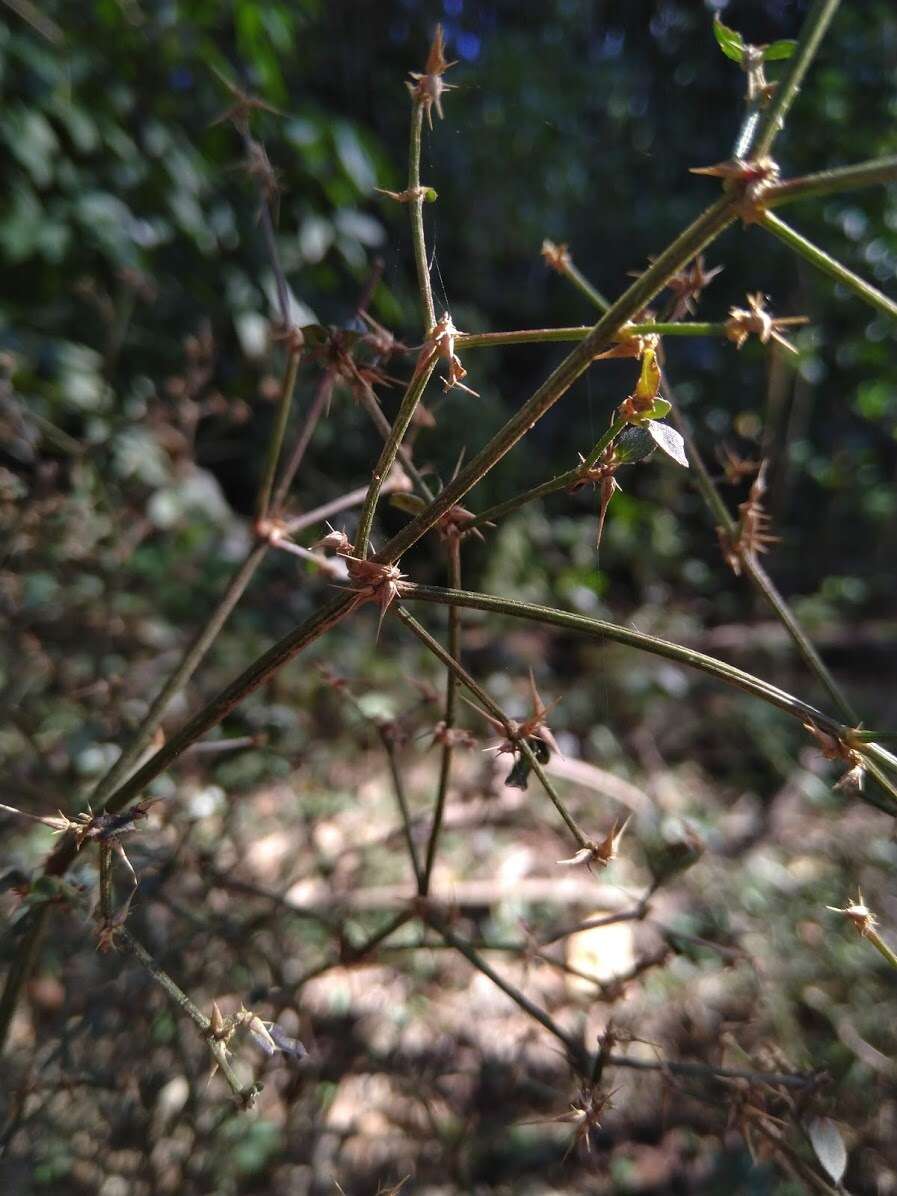 Image de Nyssanthes diffusa R. Br.