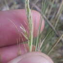 Image de Agrostis curtisii Kerguélen