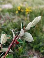 Imagem de Cotoneaster integerrimus Medik.