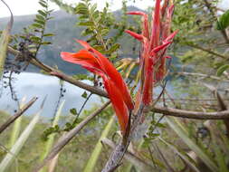 Image of Pitcairnia pungens Kunth