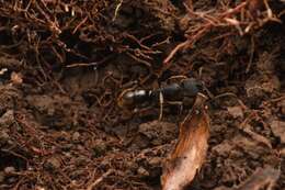 Image of <i>Ectomomyrmex javanus</i>