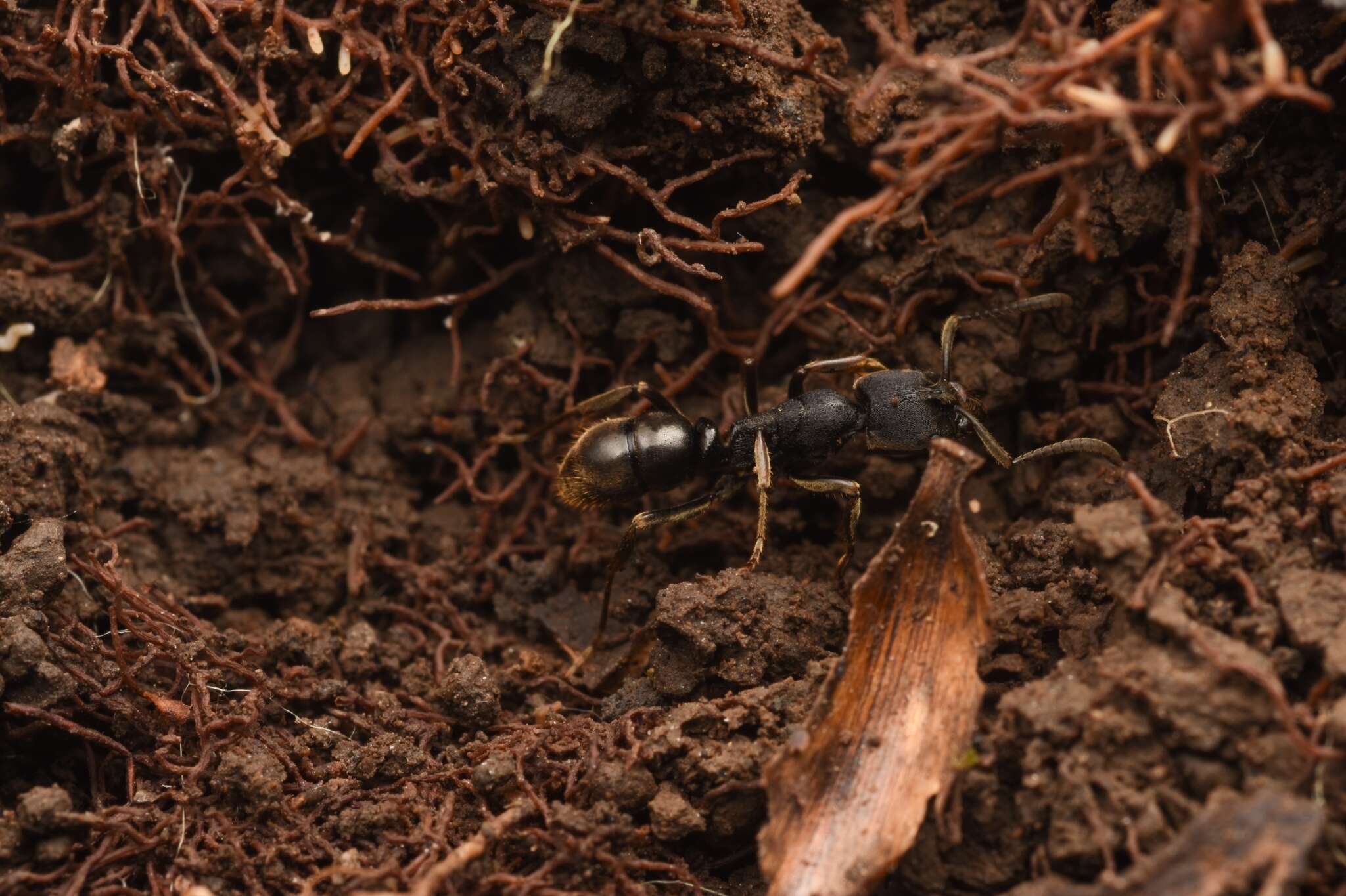 Imagem de <i>Ectomomyrmex javanus</i>