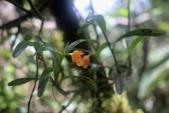 Plancia ëd Scaphyglottis sigmoidea (Ames & C. Schweinf.) B. R. Adams