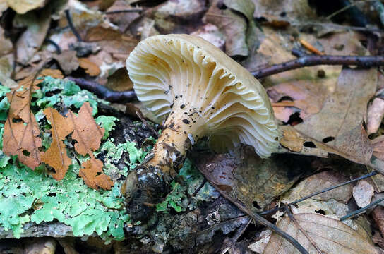 Image of Lactarius gerardii Peck 1873