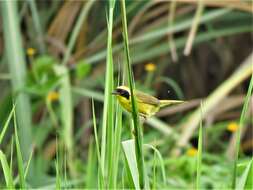 Image de Paruline à couronne jaune