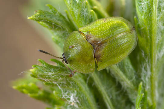 Image of Cassida (Cassida) denticollis Suffrian 1844