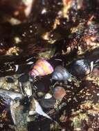 Image of Jeweled Top Snail