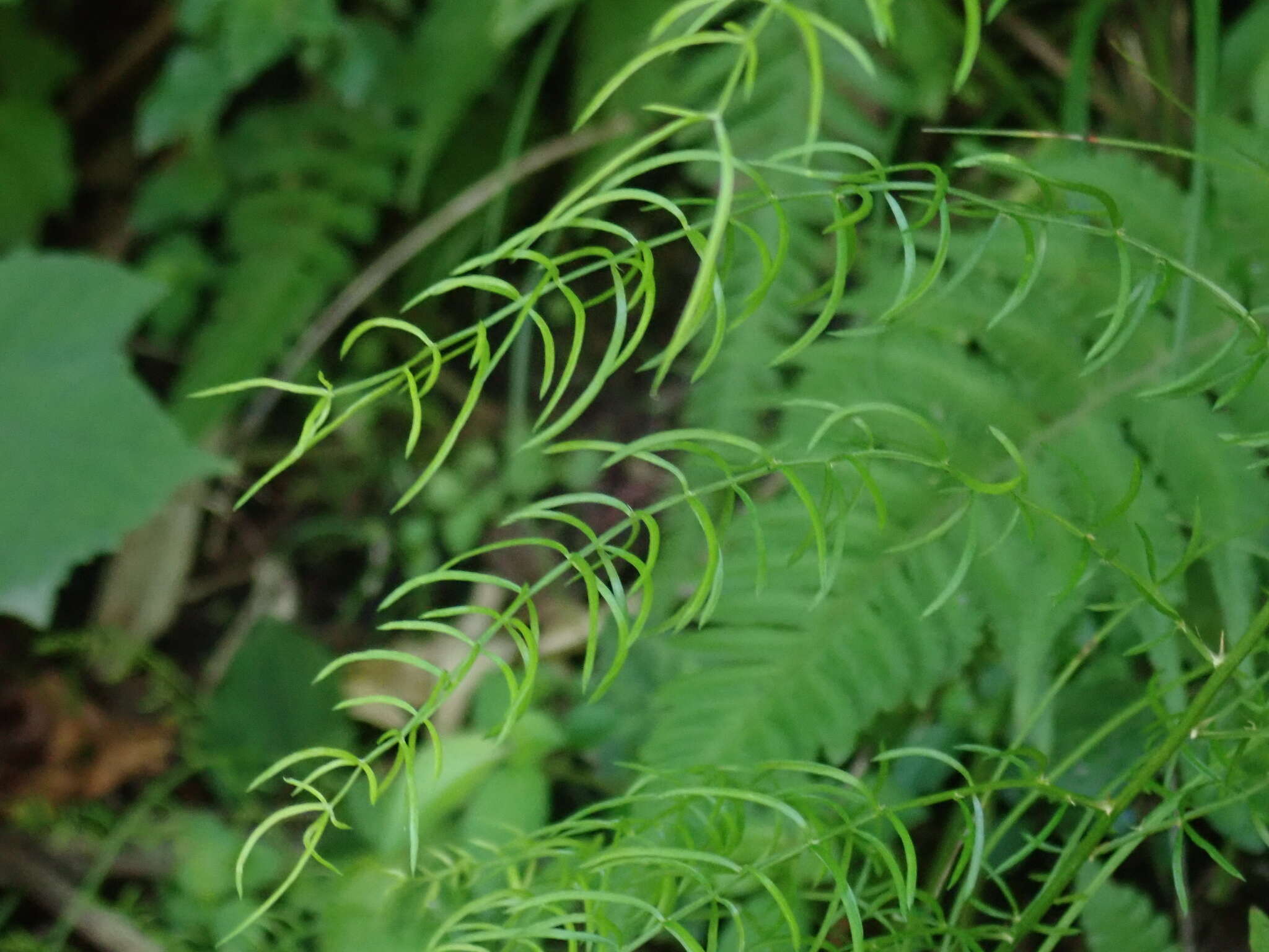 صورة Asparagus cochinchinensis (Lour.) Merr.