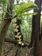 Image of Smithsonia maculata (Dalzell) C. J. Saldanha