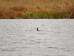 Image of Velvet Scoter