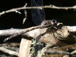 Image of Austroaeschna subapicalis Theischinger 1982