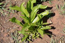 Image of Dwarf medlar