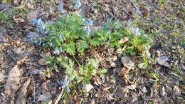 Imagem de Corydalis turtschaninovii Bess.