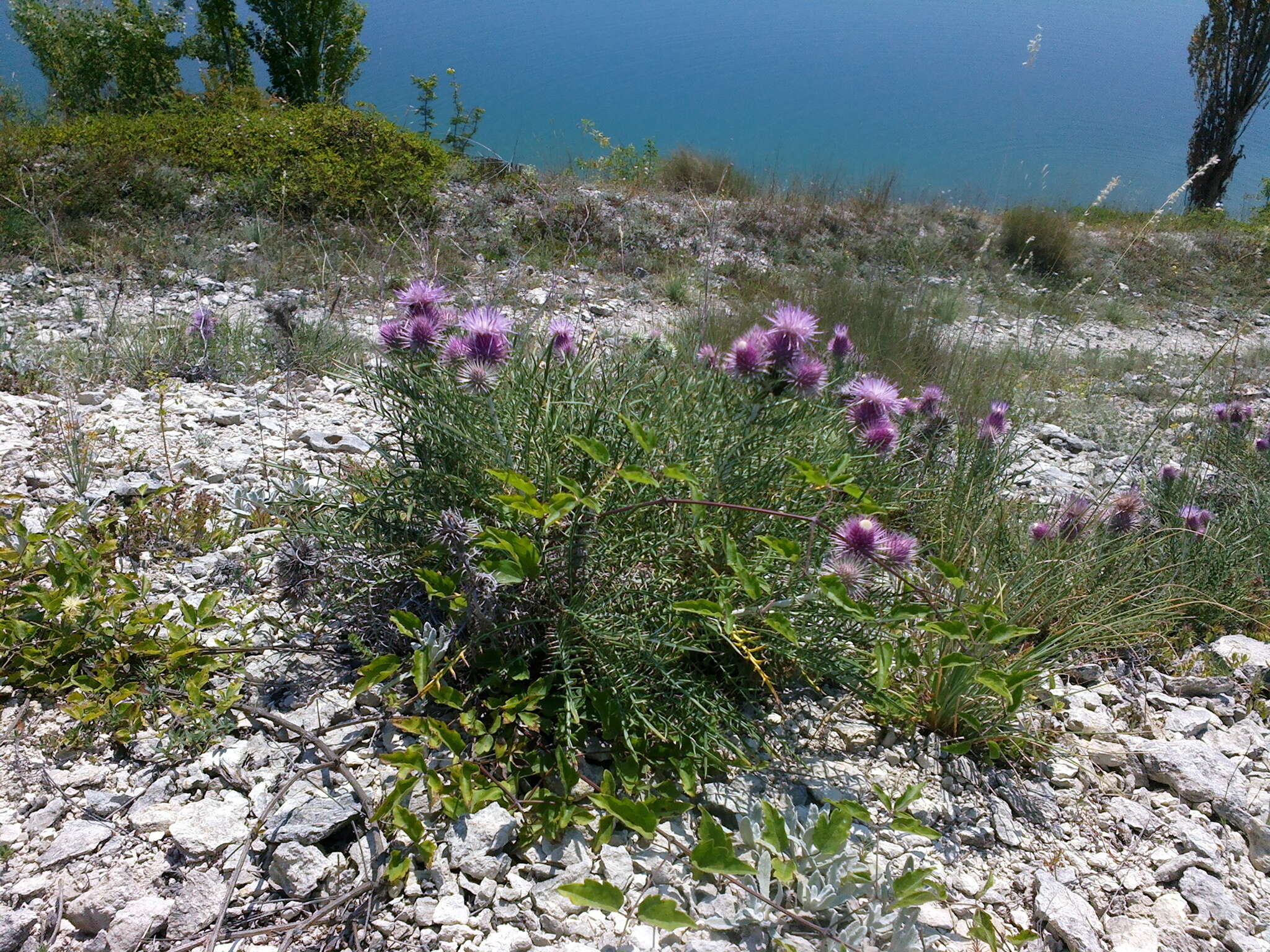 Image de Ptilostemon echinocephalus (Willd.) Greuter