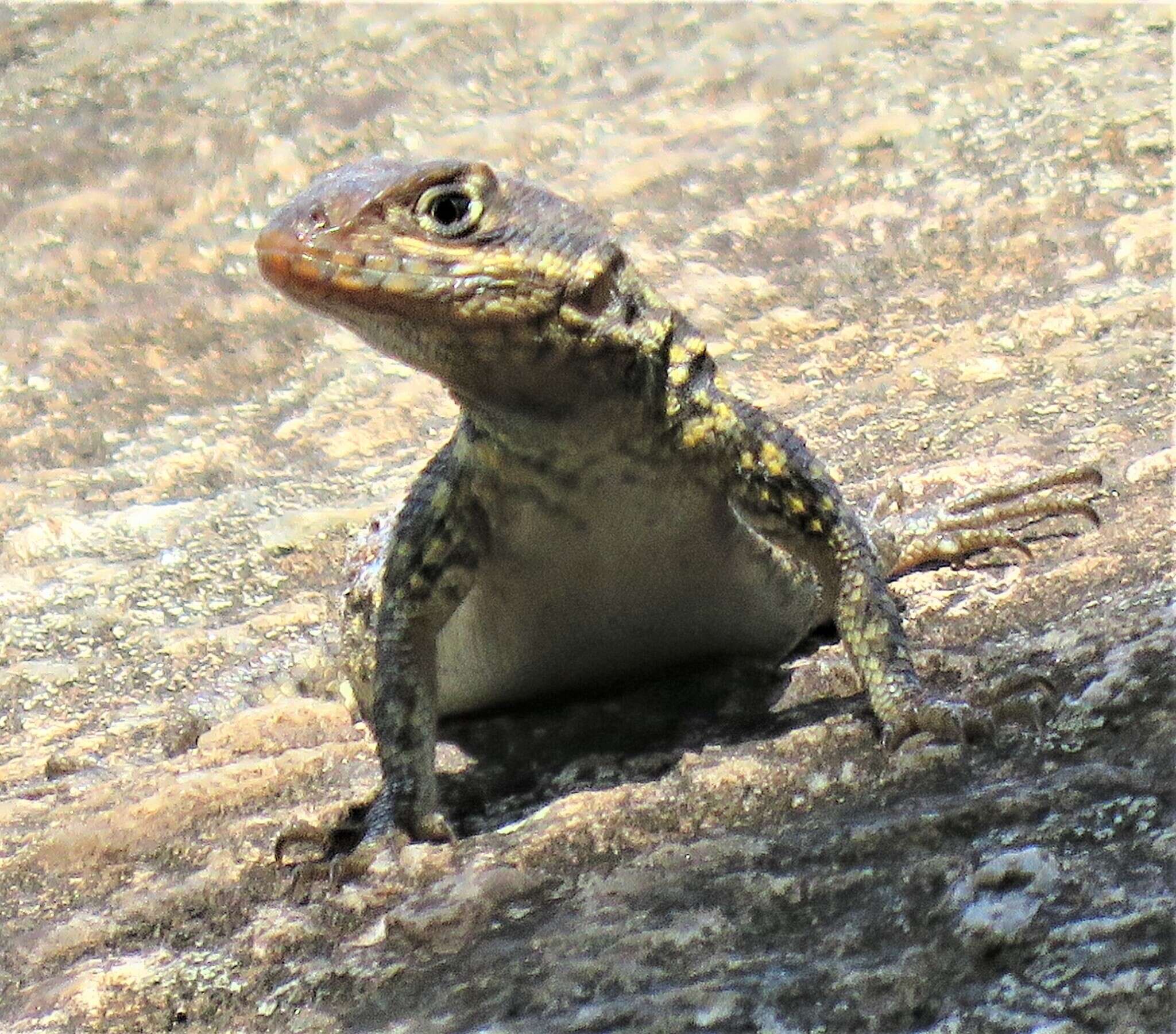 Plancia ëd Tropidurus oreadicus Rodrigues 1987