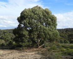 Image de Eucalyptus leucoxylon subsp. connata K. Rule