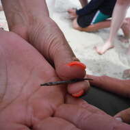 Image of Sargassum Pipefish