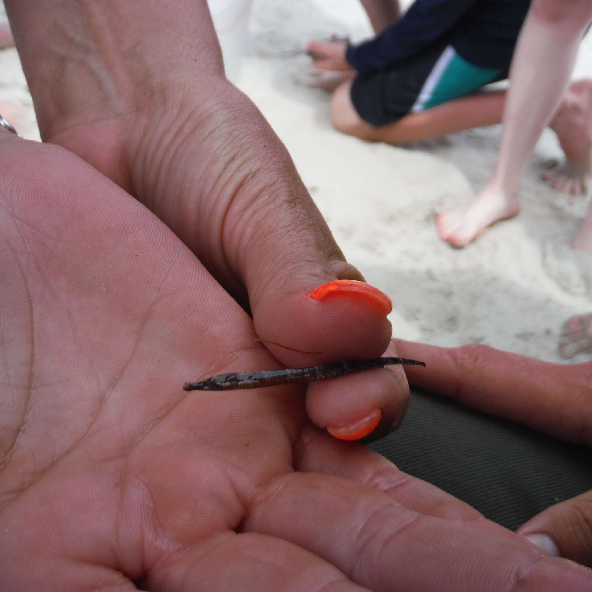 Image of Sargassum Pipefish
