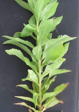 Imagem de Solidago altissima subsp. gilvocanescens (Rydb.) Semple