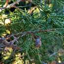 Image of Juniperus thurifera subsp. thurifera