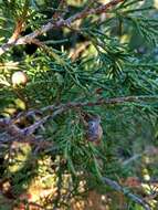 Image of Juniperus thurifera subsp. thurifera