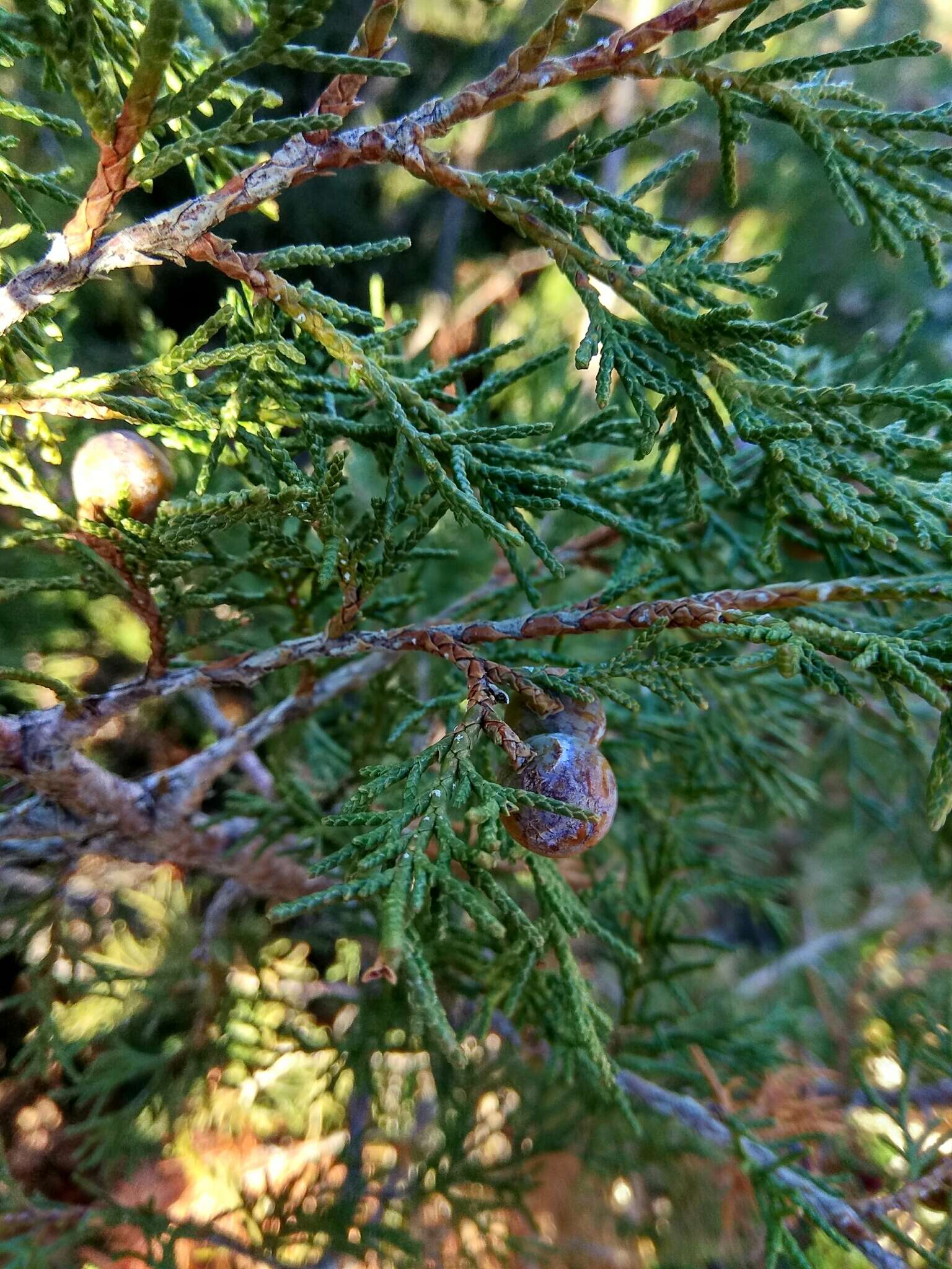 Image de Juniperus thurifera subsp. thurifera