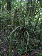 Image of Aechmea hoppii (Harms) L. B. Sm.