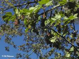 Image of Ribes magellanicum Poir.