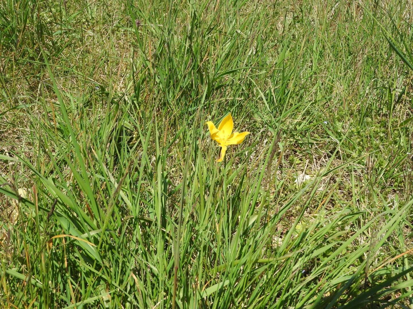 Image of Wild tulip