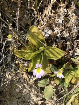 Image of Pinguicula crystallina subsp. hirtiflora (Ten.) A. Strid