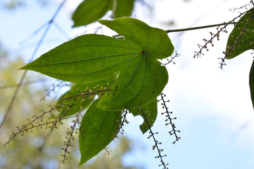 Sivun Dioscorea howardiana O. Téllez, B. G. Schub. & Geeta kuva