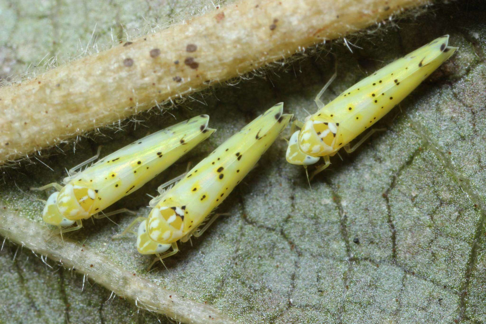 Plancia ëd Limassolla (Limassolla) multipunctata (Matsumura 1920)