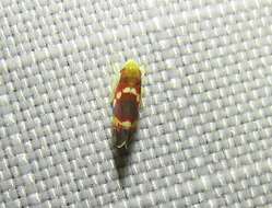 Image of Grapevine Leafhopper