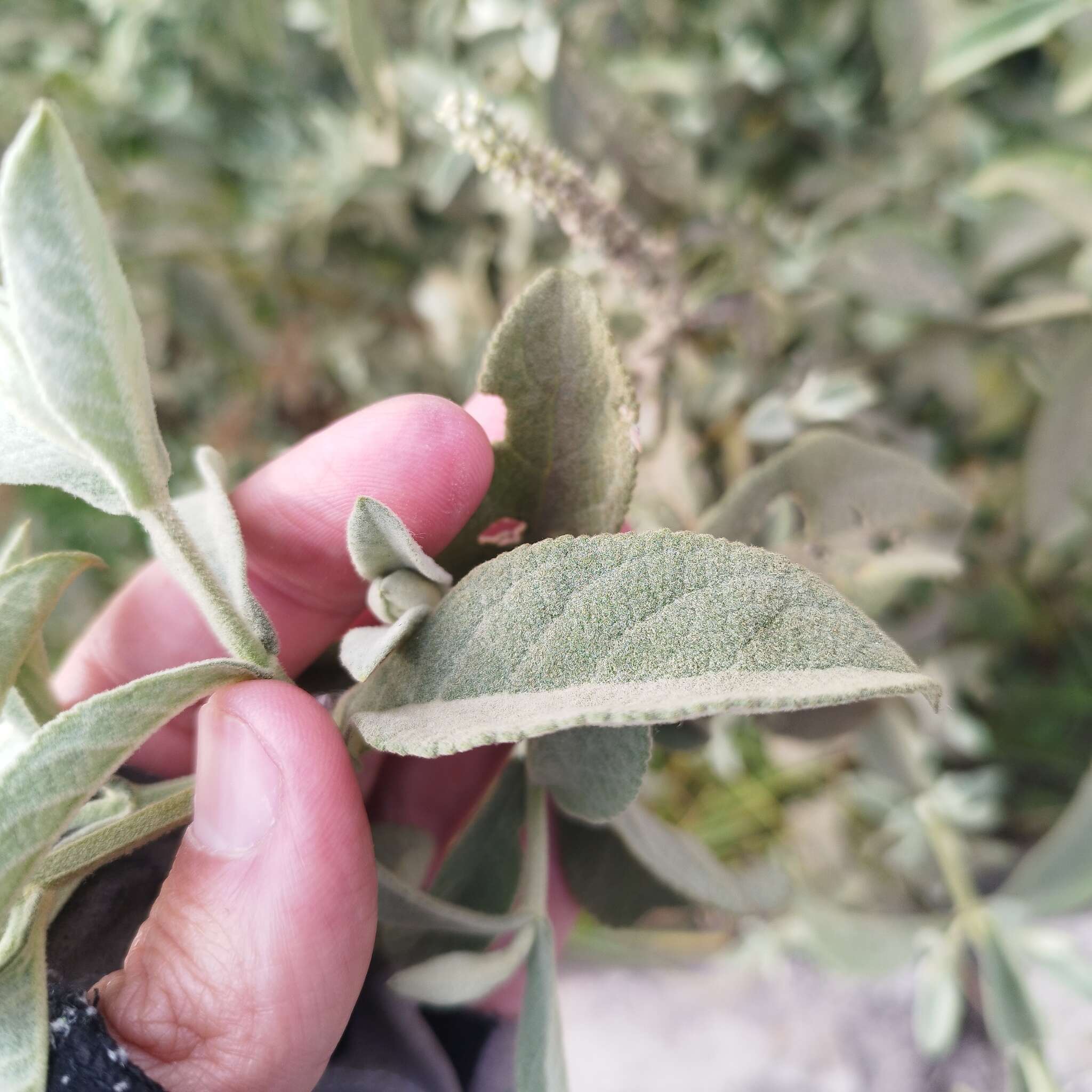 Image of Buddleja crotonoides A. Gray