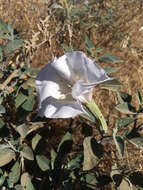 Imagem de Datura wrightii Hort. ex Regel