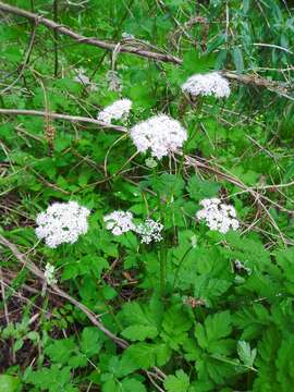 Image of Chaerophyllum hirsutum L.