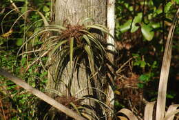 Image of leatherleaf airplant