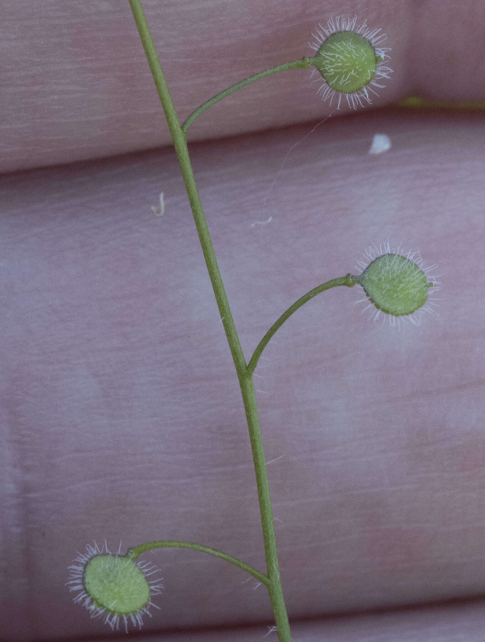 Image of sandweed