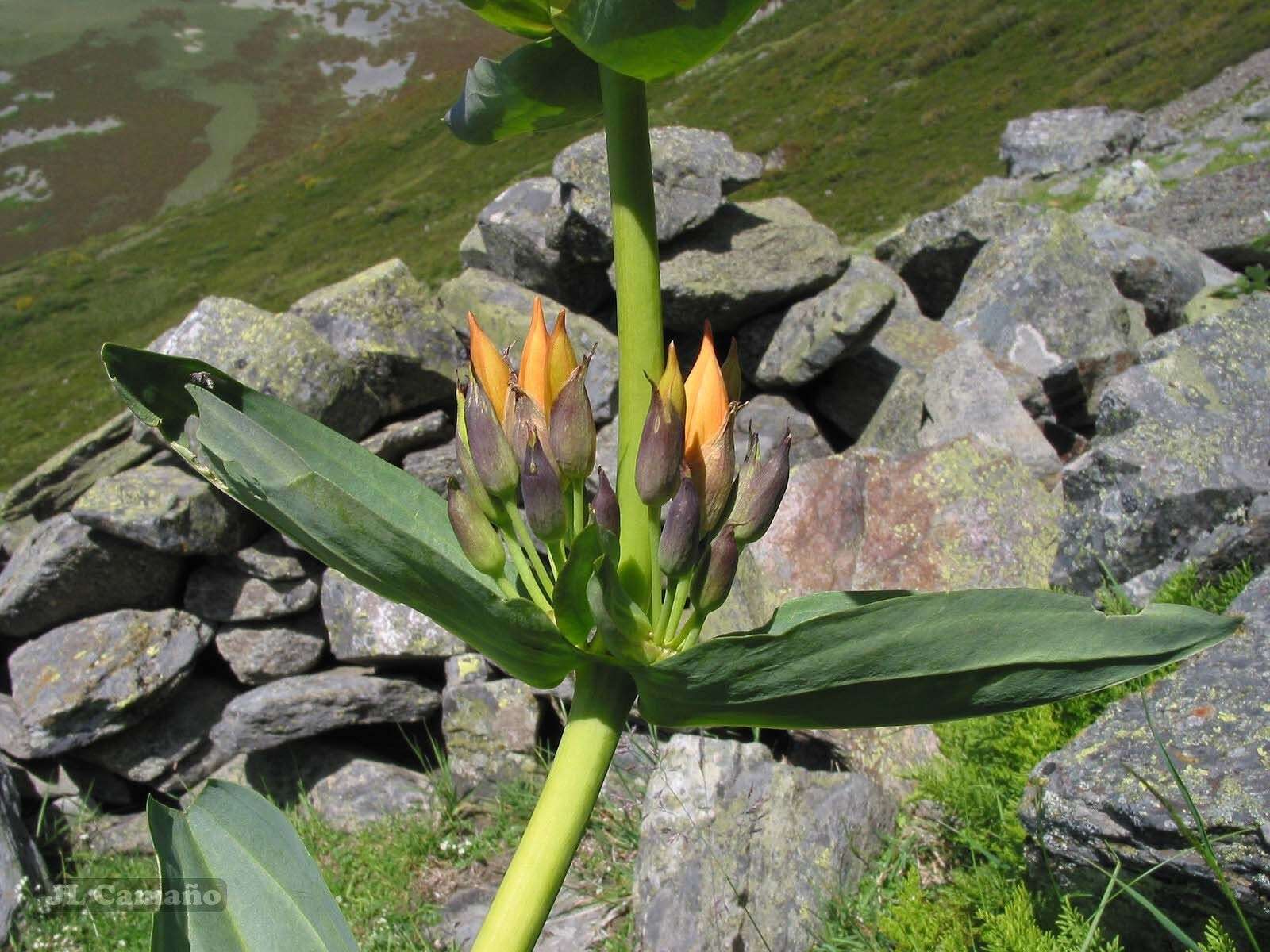 Image of Gentiana lutea subsp. aurantiaca M. Laínz