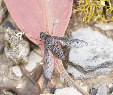 Image of Aleucosia danielsorum Yeates 1991