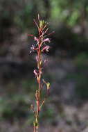 Sivun Oenothera simulans (Small) W. L. Wagner & Hoch kuva