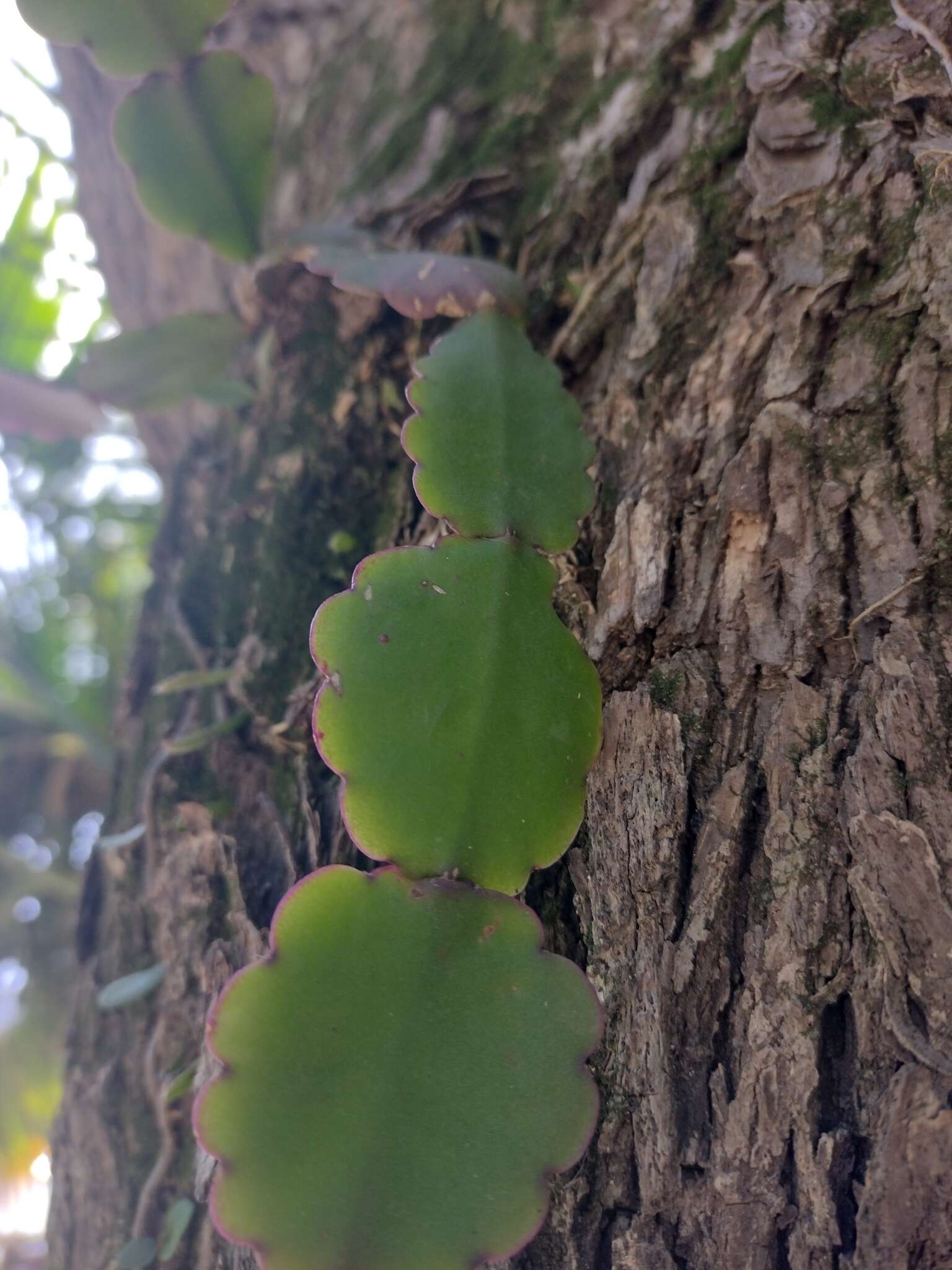 Imagem de Rhipsalis pachyptera Pfeiff.