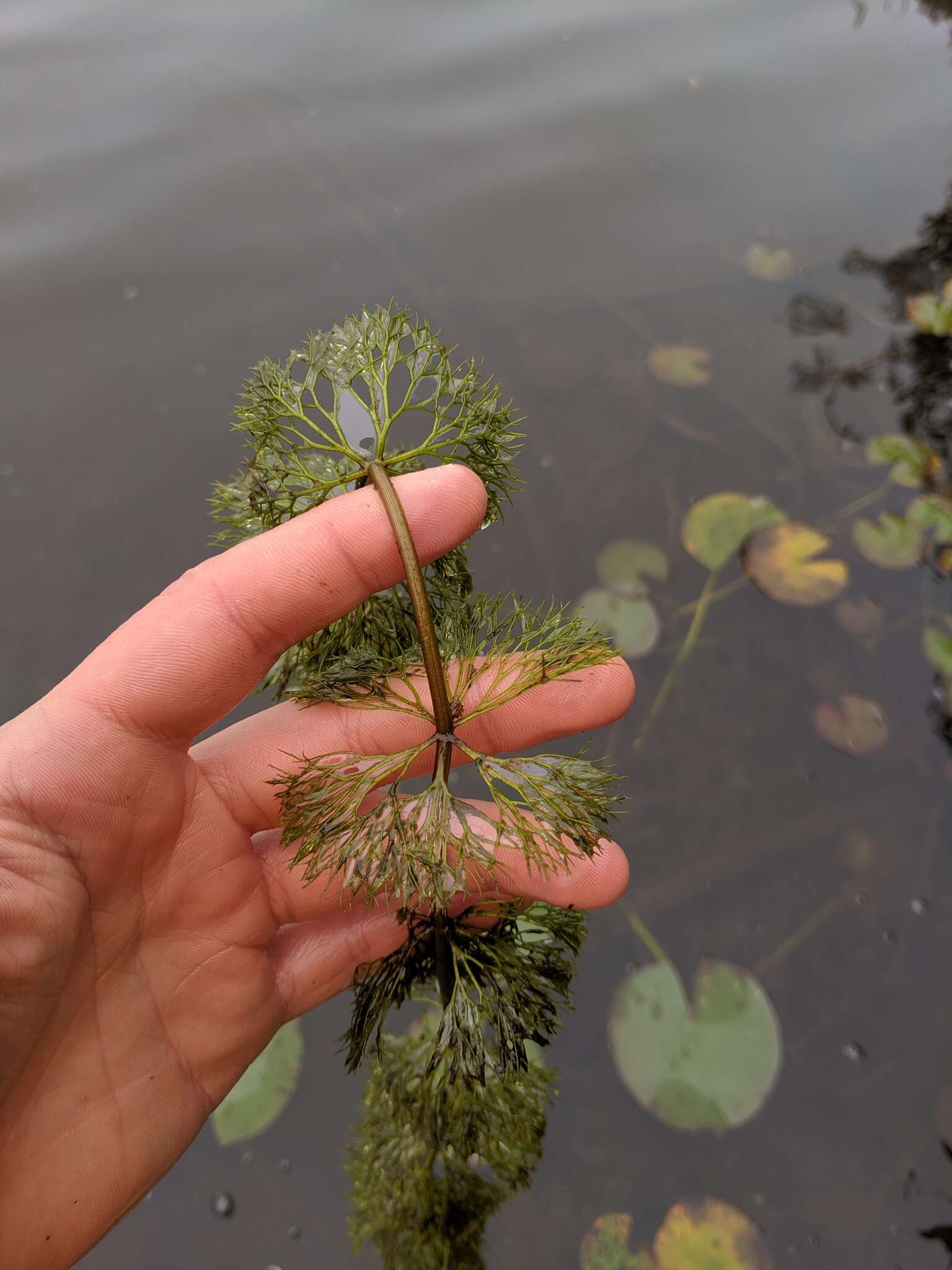 Image of Beck's water-marigold