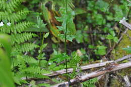 Image of Seaside Bittercress