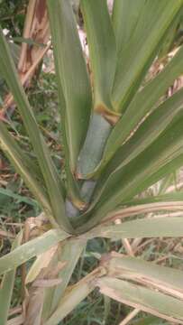 Image of sugarcane