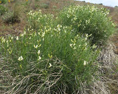 Imagem de Astragalus cusickii A. Gray